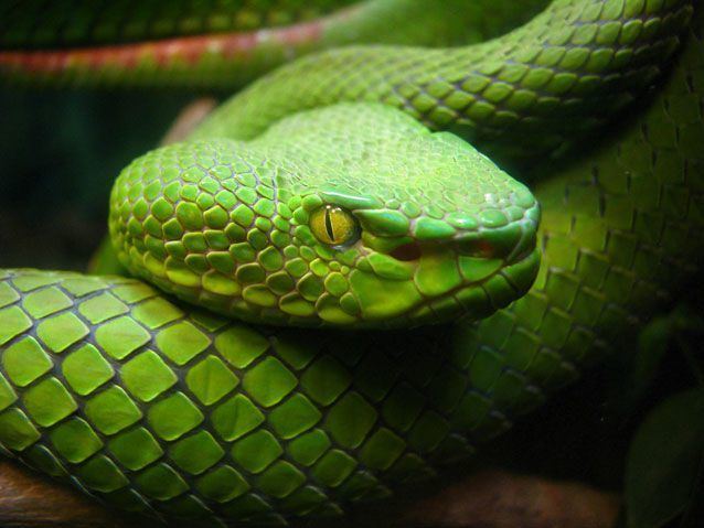Pit viper Pit vipers 11 animals that have a sixth sense MNN Mother