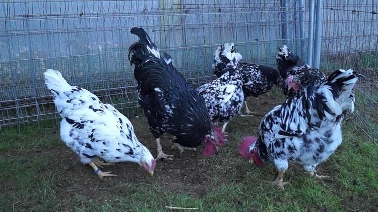 Pita Pinta Asturiana gallinas de raza pita pinta asturiana YouTube