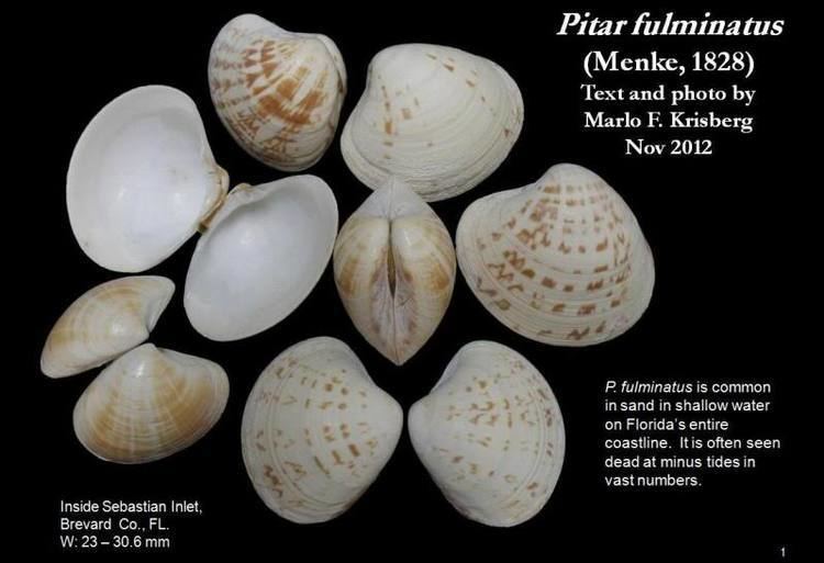 Pitar Pitar fulminatus Menke 1828 Let39s Talk Seashells
