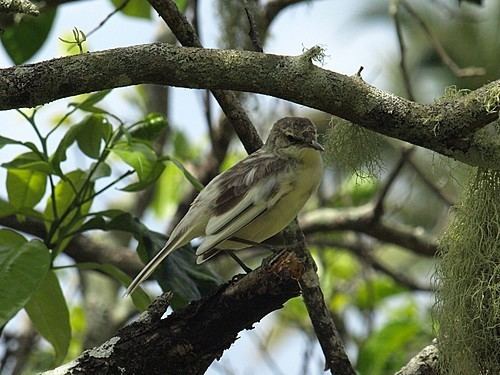 Pitcairn reed warbler BirdQuest The Ultimate in Birding Tours