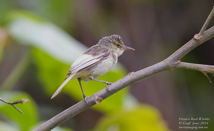 Pitcairn reed warbler barraimagingcomau Photo Keywords pitcairn reed warbler