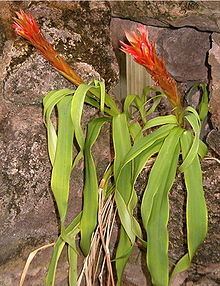 Pitcairnia httpsuploadwikimediaorgwikipediacommonsthu