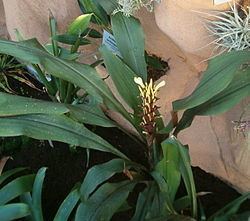 Pitcairnia atrorubens httpsuploadwikimediaorgwikipediacommonsthu