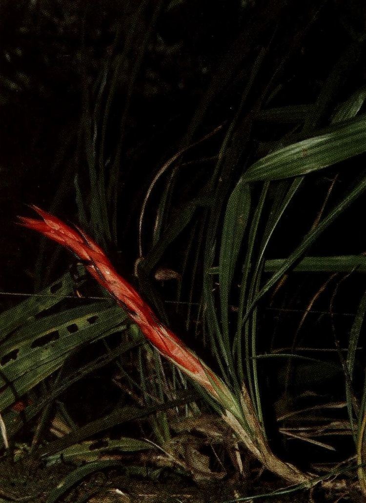 Pitcairnia clarkii