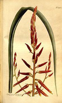 Pitcairnia integrifolia httpsuploadwikimediaorgwikipediacommonsthu