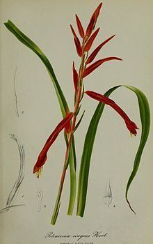 Pitcairnia ringens httpsuploadwikimediaorgwikipediacommonsthu