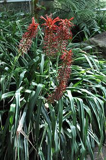 Pitcairnia spicata httpsuploadwikimediaorgwikipediacommonsthu