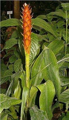 Pitcairnia wendlandii httpsuploadwikimediaorgwikipediacommonsthu