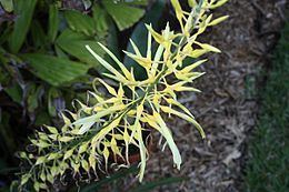 Pitcairnia xanthocalyx httpsuploadwikimediaorgwikipediacommonsthu