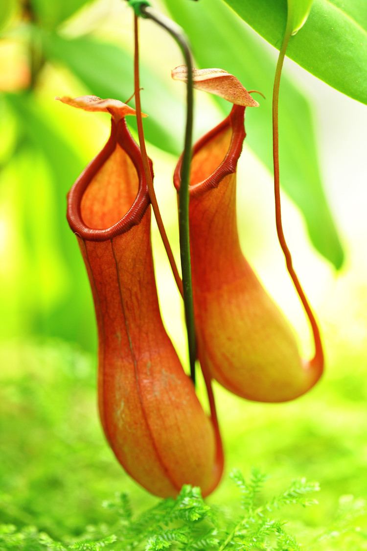 Pitcher plant Carnivorous plants in India The Royale