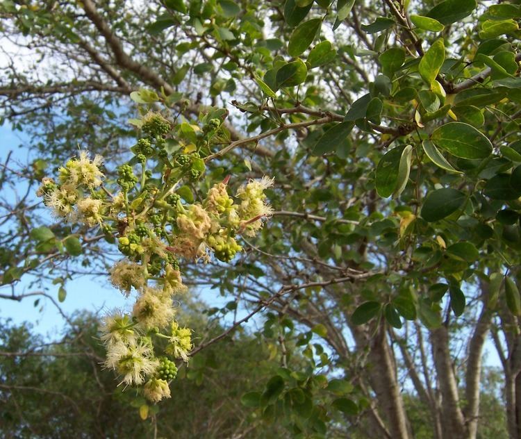 Pithecellobium dulce FilePithecellobium dulce flowersJPG Wikimedia Commons