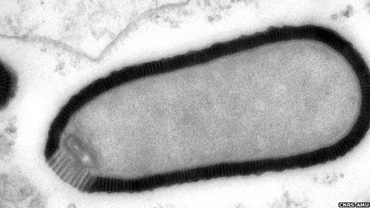 Pithovirus Virus Resurrected After Being Frozen For 30000 Yrs Pithovirus