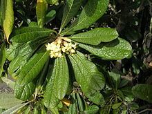 Pittosporaceae httpsuploadwikimediaorgwikipediacommonsthu
