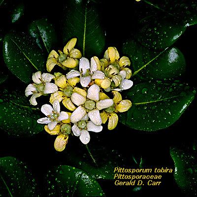 Pittosporaceae Flowering Plant Families UH Botany