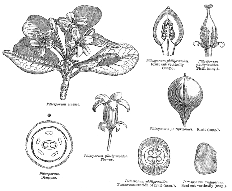 Pittosporaceae Angiosperm families Pittosporaceae R Br