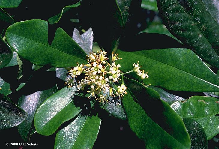 Pittosporaceae Pittosporaceae in Madagascar