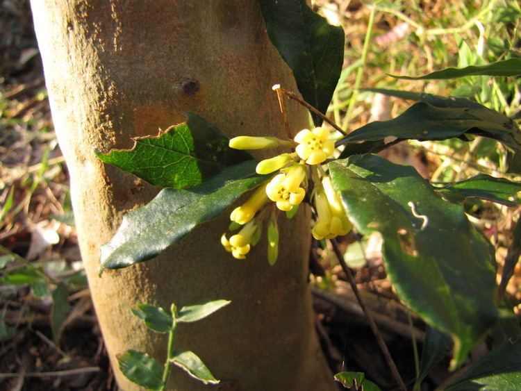 Pittosporum revolutum Forest Pittosporum Pittosporum revolutum Fox Gully Bushcare