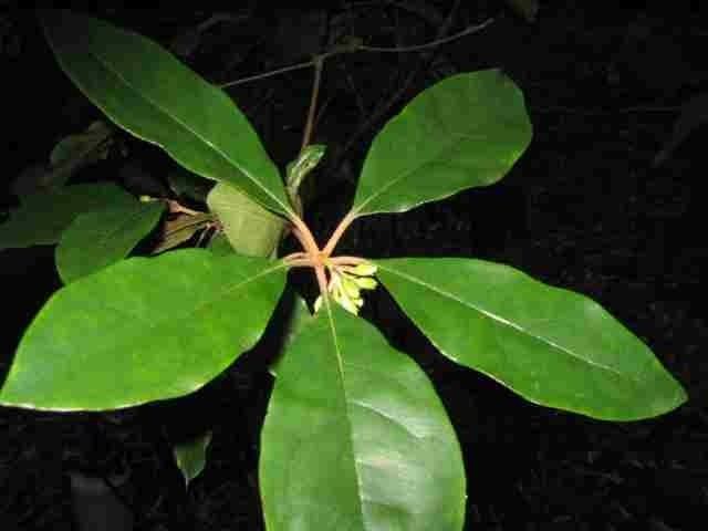 Pittosporum revolutum Pittosporum revolutum Brisbane Laurel yellow pittosporum