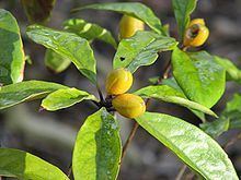 Pittosporum revolutum httpsuploadwikimediaorgwikipediacommonsthu