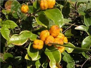 Pittosporum revolutum Trees In Newcastle Species CataloguePittosporum revolutum