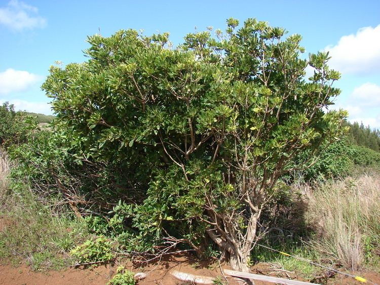 Pittosporum viridiflorum Pittosporum viridiflorum Images Useful Tropical Plants