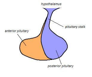 Pituitary stalk