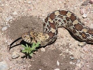 Pituophis catenifer Pituophis catenifer Sonoran Gopher Snake Discover Life