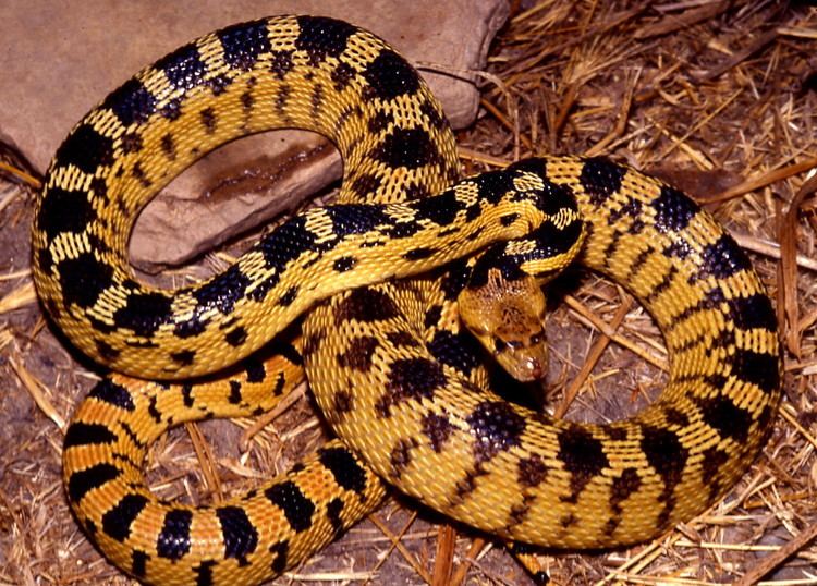 Pituophis P c deserticola WORLD PITUOPHIS WEB PAGE BY PATRICK H BRIGGS
