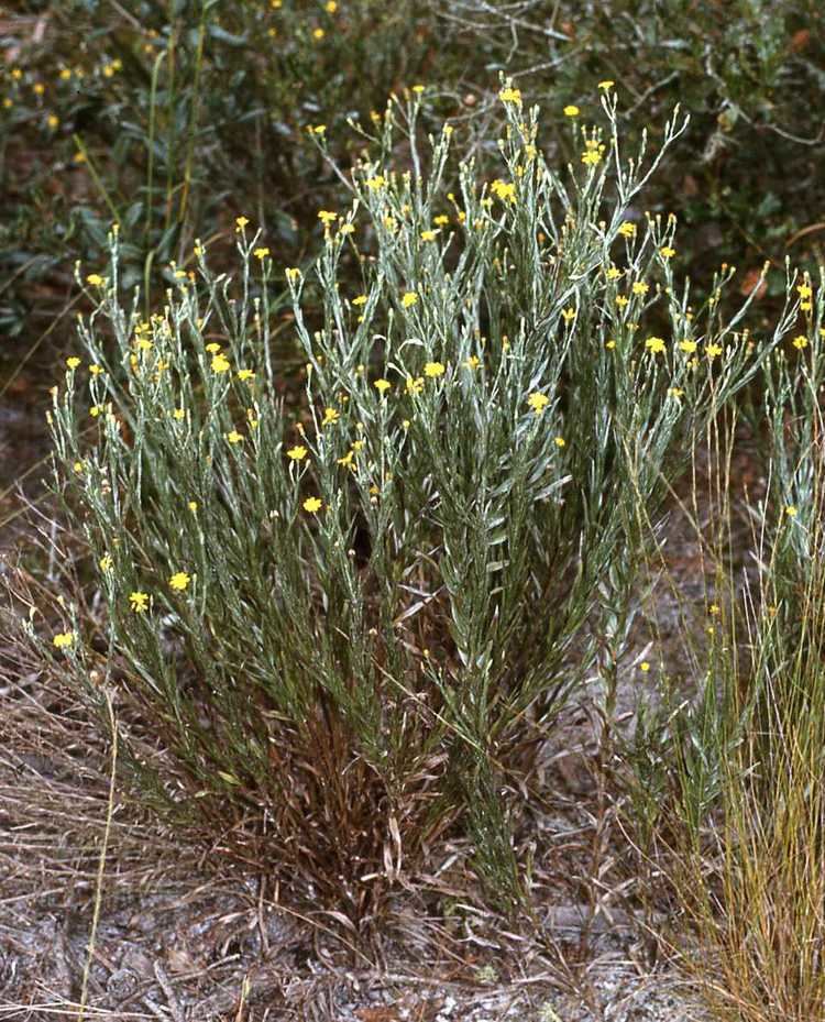 Pityopsis Pityopsis graminifolia var tenuifolia Astereae Lab