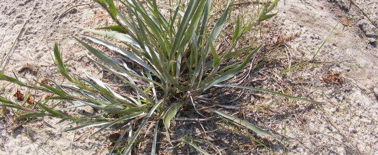 Pityopsis Grassyleaf Goldenaster Narrowleaf Silkgrass Pityopsis graminifolia