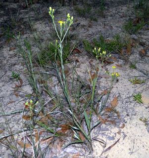 Pityopsis graminifolia Pityopsis graminifolia Narrowleaf silkgrass Discover Life