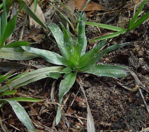 Pityopsis graminifolia Pityopsis graminifolia page