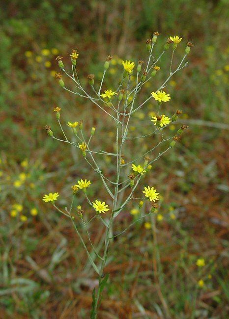 Pityopsis graminifolia wwwalabamaplantscomYellowaltPityopsisgraminif