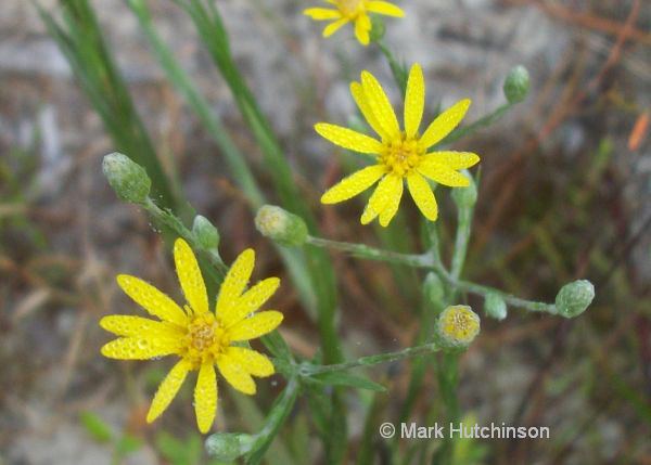 Pityopsis graminifolia Florida Native Plant Society