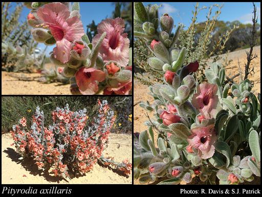 Pityrodia Pityrodia axillaris Endl Druce FloraBase Flora of Western Australia