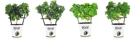Pixie Grape Pixie Grapes High Quality Plants From the Start