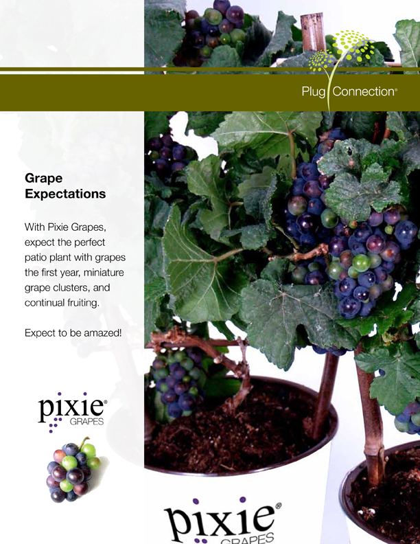 Pixie Grape Phoenix Perennials ENewsletter