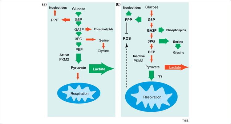 PKM2 Rocking cell metabolism revised functions of the key glycolytic