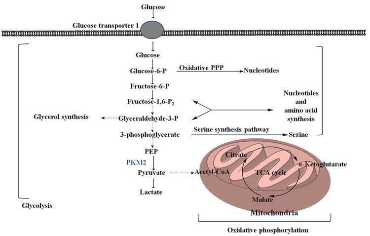 PKM2 PKM2 and cancer The function of PKM2 beyond glycolysis Review