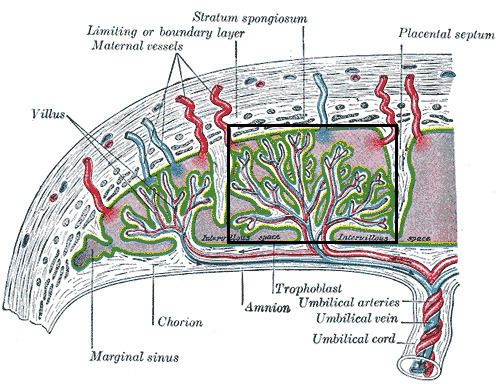 Placental cotyledon