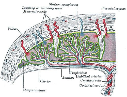Placental microbiome