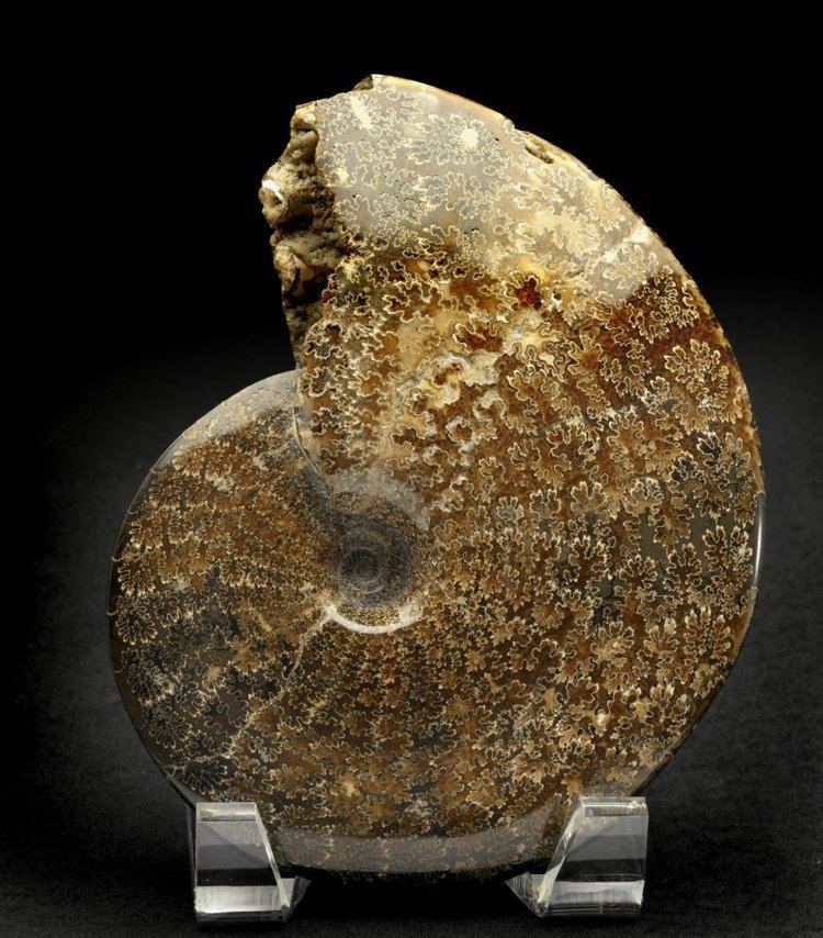 Placenticeras Placenticeras Pierre Shale Ammonite