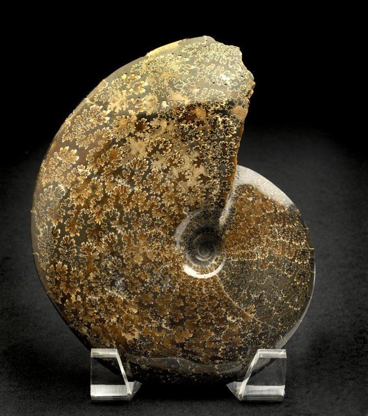 Placenticeras Placenticeras Pierre Shale Ammonite