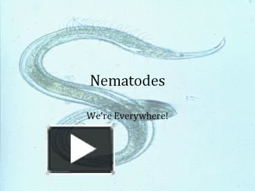 Placentonema gigantissima PPT Nematodes PowerPoint presentation free to download id
