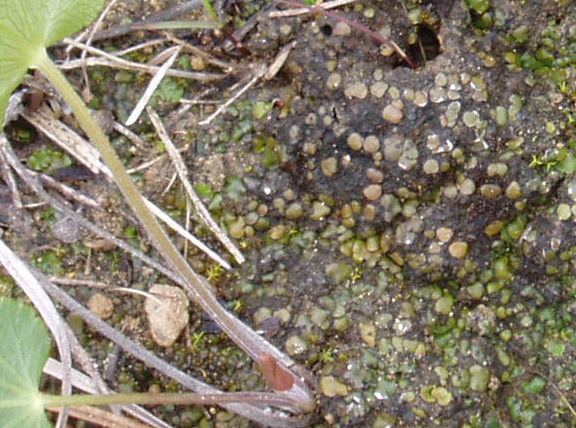 Placidium lichenPlacidium squamulosum Ohio Moss and Lichen Association