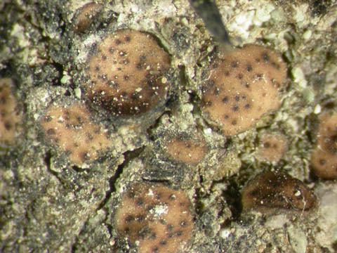 Placidium Placidium squamulosum lichenologyinfo species details