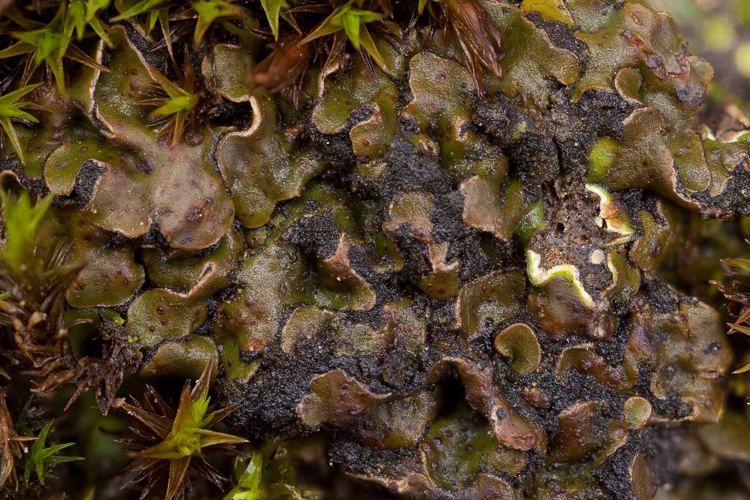 Placidium lichenPlacidium squamulosum Ohio Moss and Lichen Association