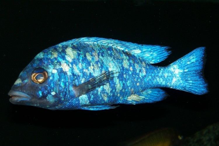 Placidochromis cichlidscom Placidochromis sp quotphenochilus tanzaniaquot