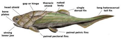 Placodermi Placodermi Wikipedia