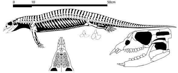 Placodont - Alchetron, The Free Social Encyclopedia